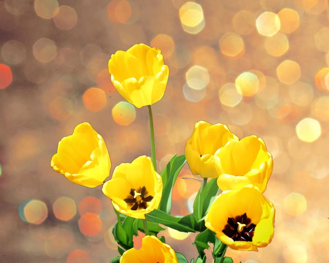 Желтые тюльпаны. Желтый тюльпан серединка. Желтые тюльпаны внутри. Тычинки желтого тюльпана. Что означает желтый тюльпан на языке цветов