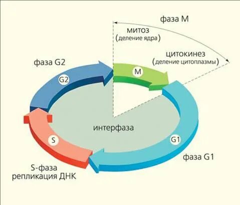 Клеточный цикл 2 стадии. Схема стадии клеточного цикла клетки. фазы клеточного цикла схема. этапы жизненного цикла клетки схема. этапы клеточного цикла схема.
