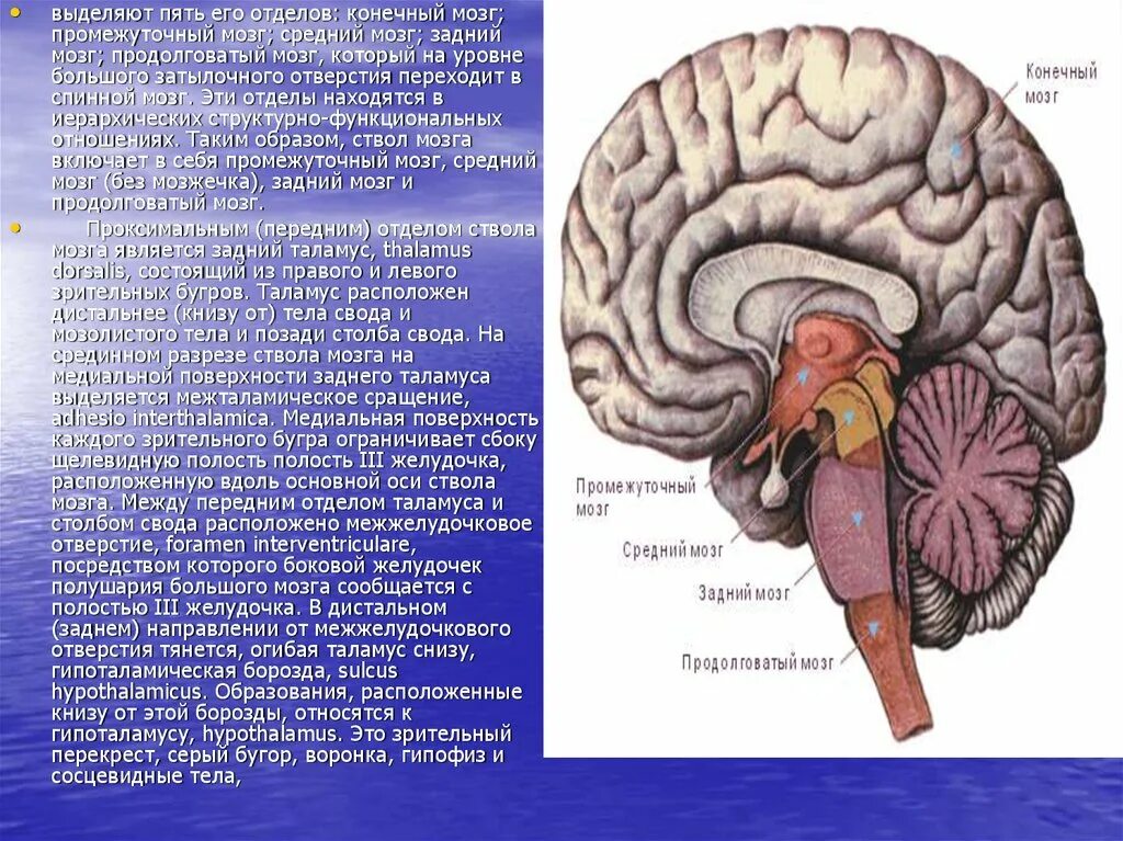 Гипоталамическая борозда головного мозга. Отделы головного мозга таламус и гипоталамус. Промежуточный мозг таламус задний мозг. Отделы мозга гипоталамус гипофиз. Функции выполняют отделы ствола мозг