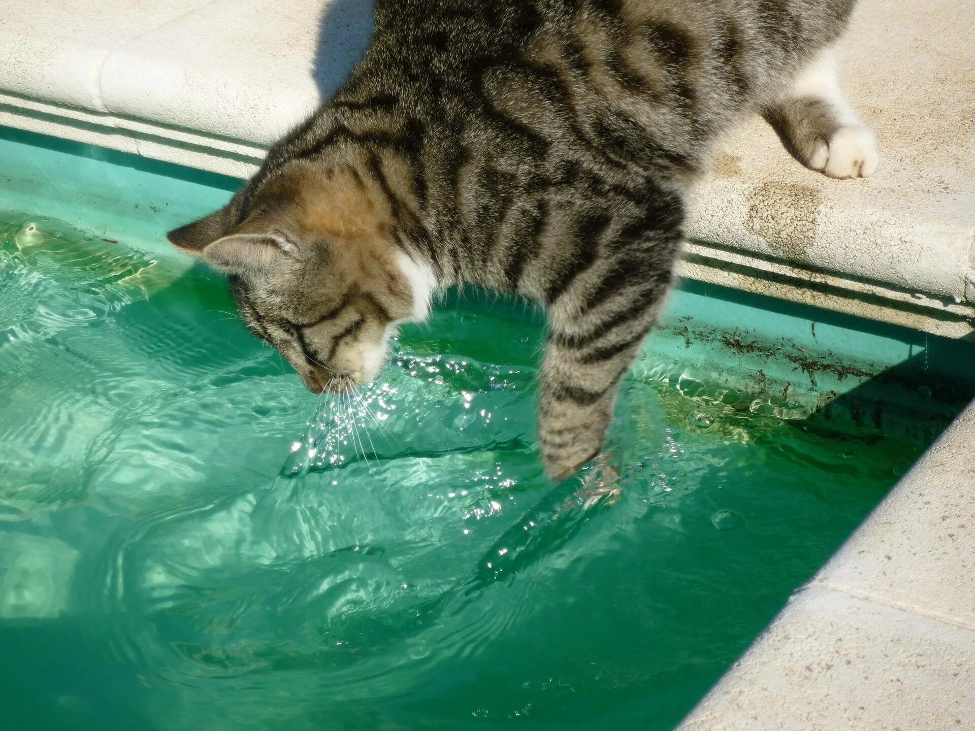 Котенок купается. Кот в воде. Кошка купается в воде. Коты любят купаться. Люблю водичку