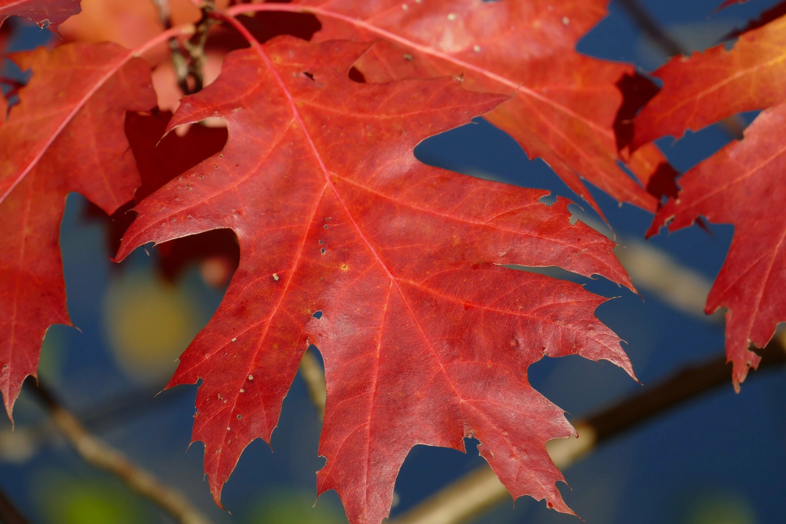 Почему краснеет дерево. Лист клена. Дуб красный листья. Красный кленовый лист. Клен с красными листьями.