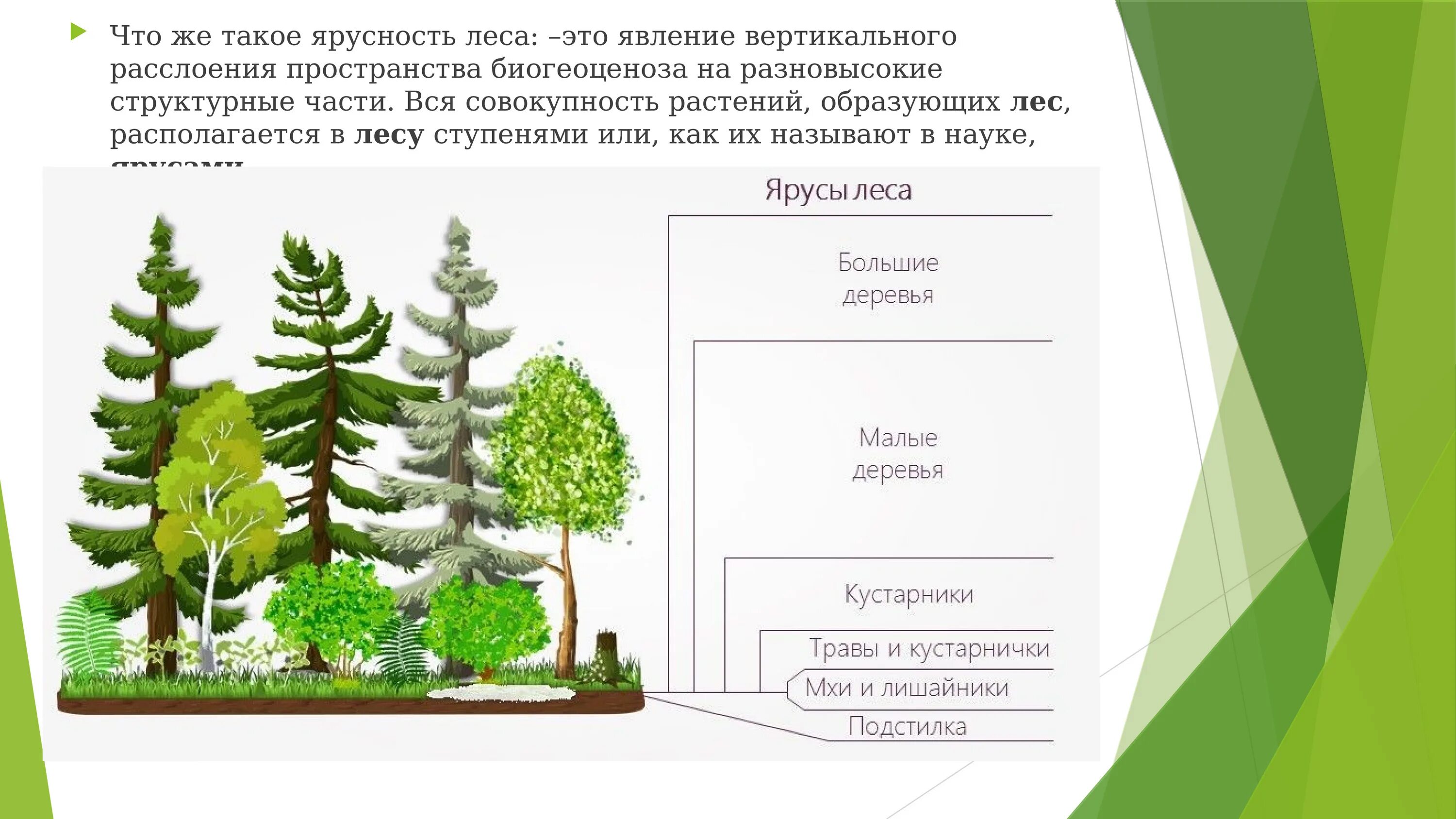 Охарактеризуйте роль ярусного размещения видов в биогеоценозе. Ярусы леса схема. Схема леса ярусы ярусы. Смешанный лес ярусность растений. Лесные этажи ярусы лиственного леса.