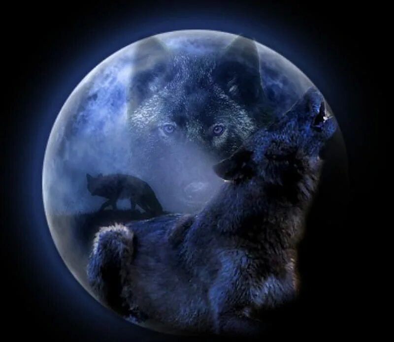 Луна живое существо. Волк и Луна. Волк воет на луну. Волк в ночи. Волк ночь Луна.