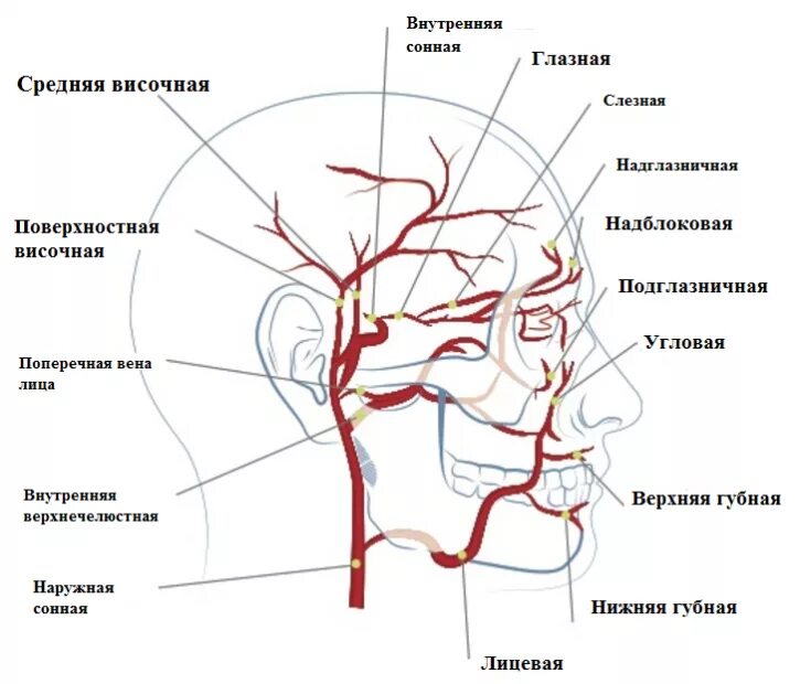 Сосуды на лбу. Наружная Сонная артерия анатомия ветви. Наружная Сонная артерия анатомия ветви схема. Ветви сонной артерии анатомия. Анатомия сонных артерий схема.