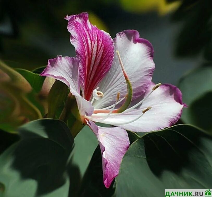 Орхидейное дерево выращивание. Баухиния пурпурная орхидейное дерево. Баухиния орхидейное. Цветок Баухиния орхидейное. Баухиния пестрая.
