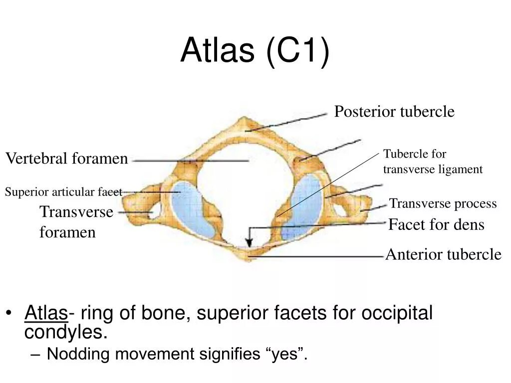 Atlas c1. Foramen transversarium c-vertebrae. C1 Atlas on occipital. C1 Atlas of Dog. Superior view перевод