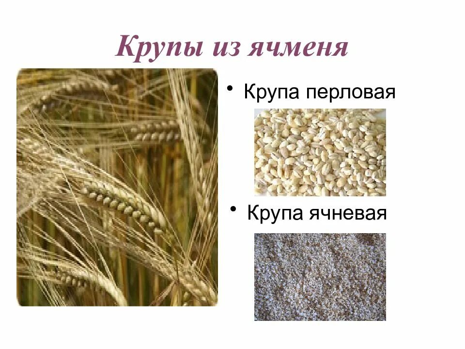 Из какого зерна сделана ячневая крупа. Ячмень ячневая крупа перловка. перловка ячка ячмень. крупа ячневая из какого зерна. крупа ячменная это перловка.