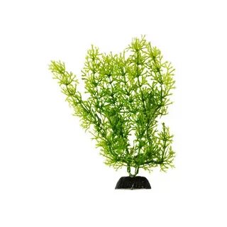 24 plants