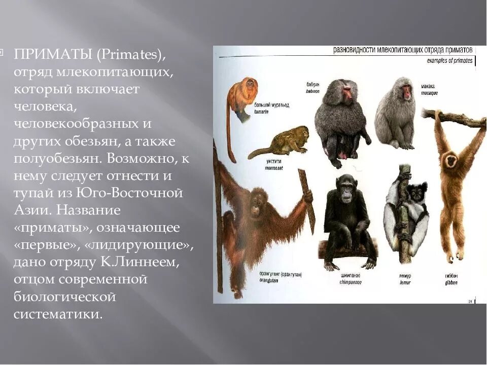 Какой признак млекопитающих свойственен человеку