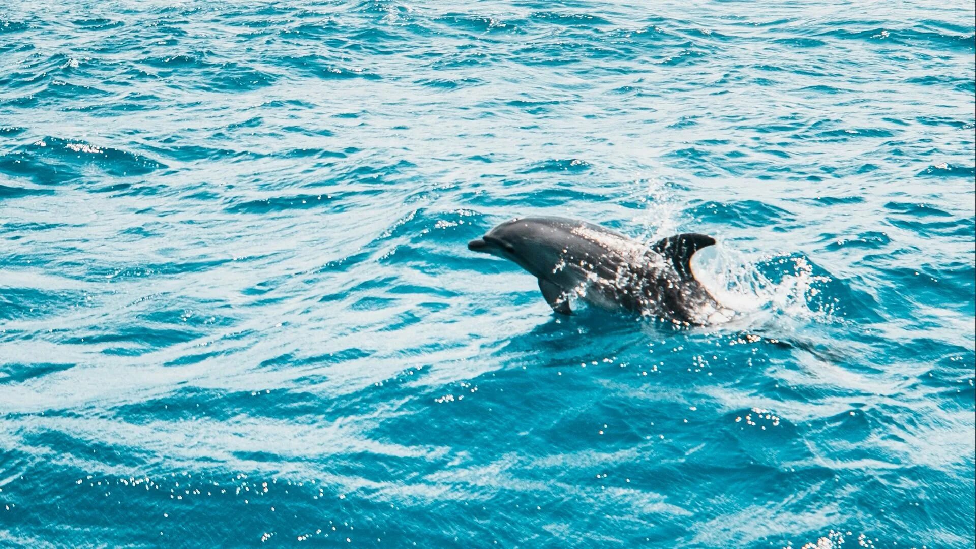 Слушать океан дельфин. Дельфины в море. Дельфин в море. Красивые дельфины. Дельфины на рабочий стол.