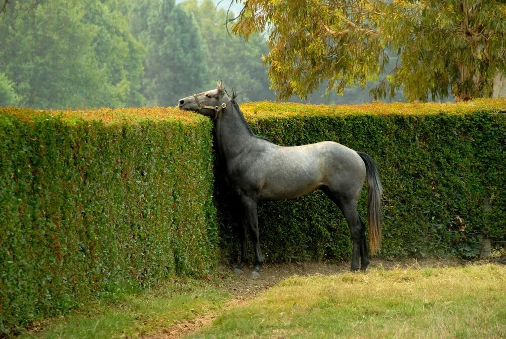лошади пасутся на лугу. скульптура лошади. сад лошадей. садовая фигура лошадь. лошадь в саду.