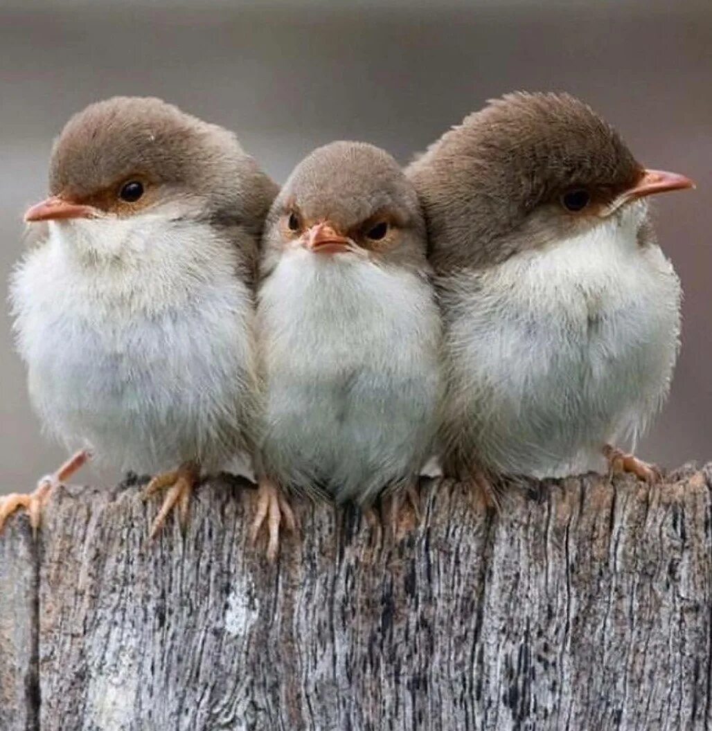 Песня три птички. Nin little birds. Птички синички и лазоревки. Птенцы длиннохвостой синицы. Песня три птички.