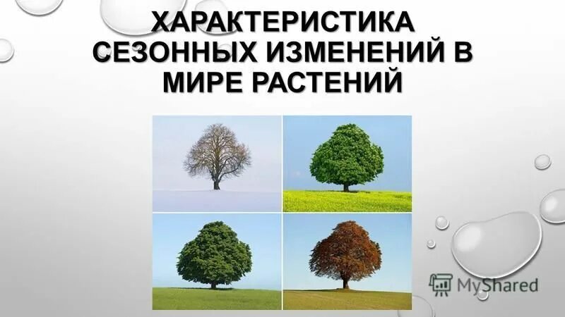 Что является сигналом сезонных изменений. Сезонные изменения в жизни растений. Характеристика сезонных изменений. Сезонные изменения в мире растений. Сезонные явления в жизни растений.