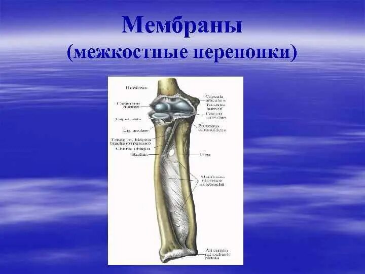 Межкостная мембрана предплечья соединяет. Дистальный лучелоктевой сустав анатомия. Межкостная мембрана соединяет кости. Мембрана анатомия соединения костей. Кости предплечья соединение