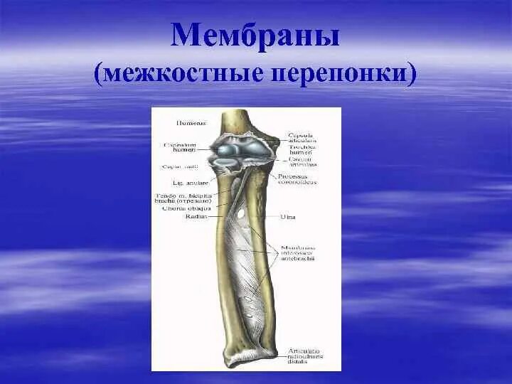 Соединение берцовых костей. Межкостная мембрана голени анатомия. межкостная мембрана предплечья соединяет. межкостная мембрана соединяет кости. мембрана анатомия соединения костей.