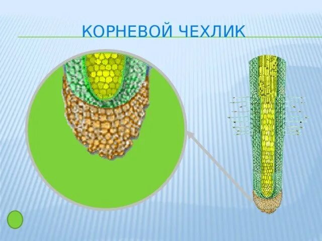 Каково значение корневого чехлика 6 класс. Корневой чехлик. корневой чехлик клетки. клетка корневого чехлика под микроскопом.