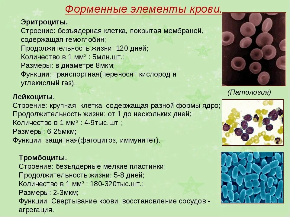 Анатомия кровь эритроциты тромбоциты лейкоциты. Функции лейкоцитов тромбоцитов и эритроцитов в крови. Форма лейкоцитов эритроцитов таблица. Функции клеток эритроциты лейкоциты тромбоциты. Элементы крови с ядрами