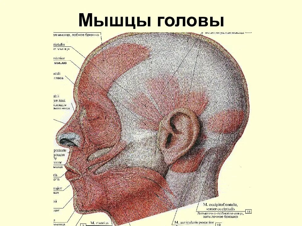 Мышцы головы. Мышцы головы анатомия. Мышцы головы шеи и туловища. Мышцы затылка.