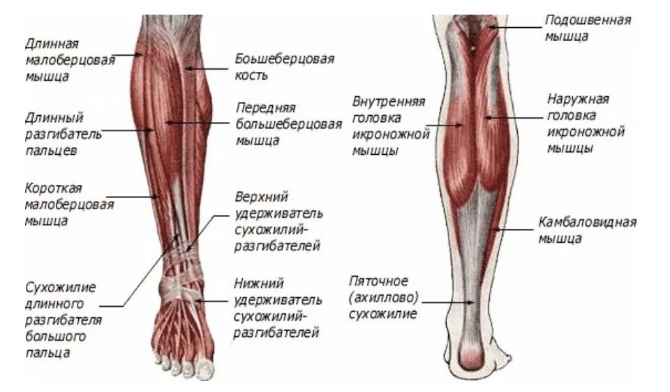 Тянет жила в ноге. Строение голени человека мышцы и сухожилия. Строение нижней берцовой кости. Строение голени топографическая анатомия. Мышцы голени и стопы анатомия.