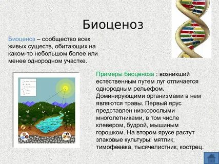 2 3 биологических терминов