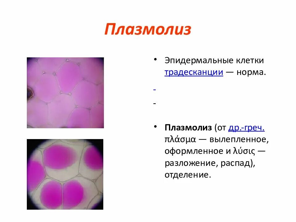 Явление плазмолиз. Плазмолиз. Плазмолиз клетки. Плазмолиз растительной клетки. Стадии плазмолиза.