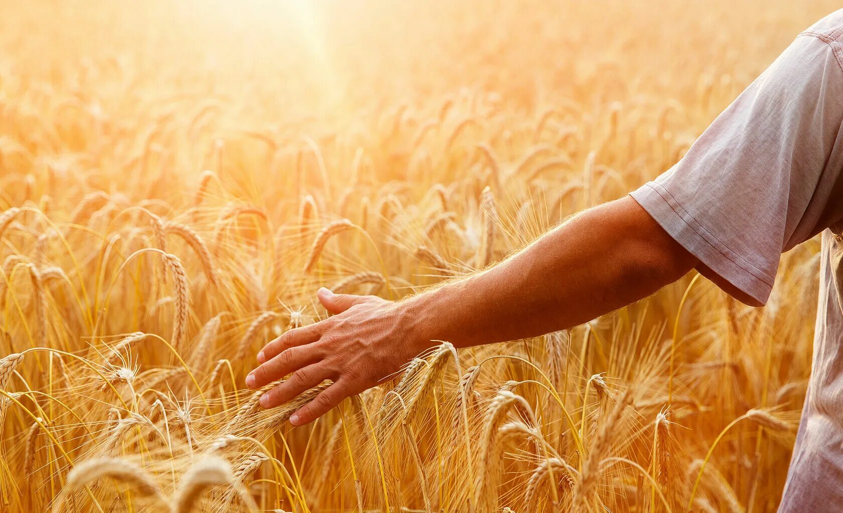 Колосья в руках. Поле с колосьями пшеницы. Человек в поле пшеницы. Пшеница и человек.