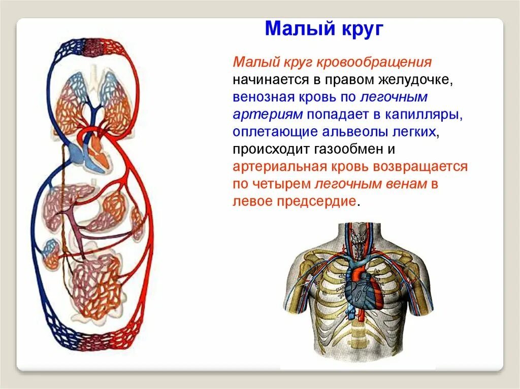 Легочной круг кровообращения заканчивается. Малый (легочный) круг кровообращения начинается в. Малый круг кровообращения начинается. Круг кровообращения начинается. Сосуды малого круга кровообращения анатомия человека.