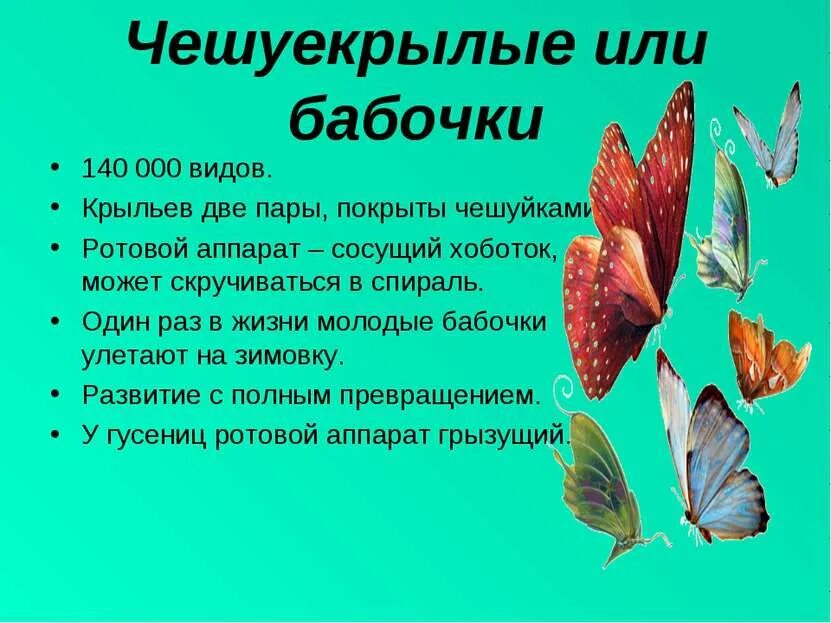 3 представителя чешуекрылых