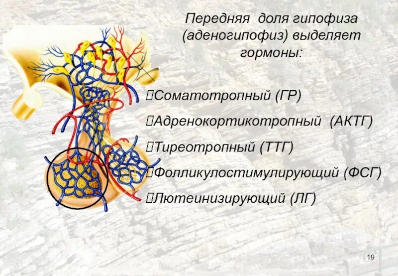 Гормоны передней доли гипофиза (аденогипофиза)..