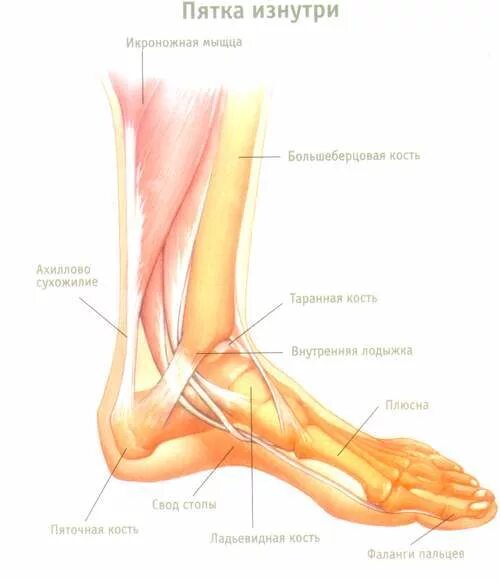 Лодыжка ахиллесово сухожилие. Анатомия стопы ахиллово сухожилие. Сухожилие между пяткой и стопой. Место между пяткой и голенью. Где находится щиколотка на ноге фото