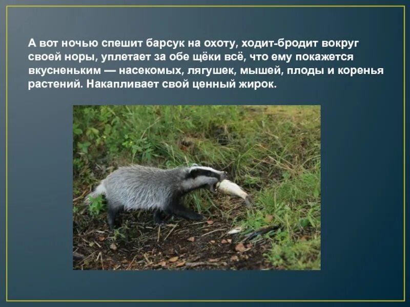 Как пишется барсук. Барсук. всеядное животное барсук. всеядное животное барсук презентация. интересные факты о барсуке.