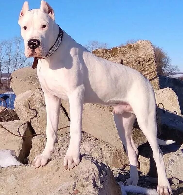 Доберман пинчер. Большие гладкие собаки. Great dane порода собак. Венгерская жесткошёрстная выжла. Тоса ину щенки.