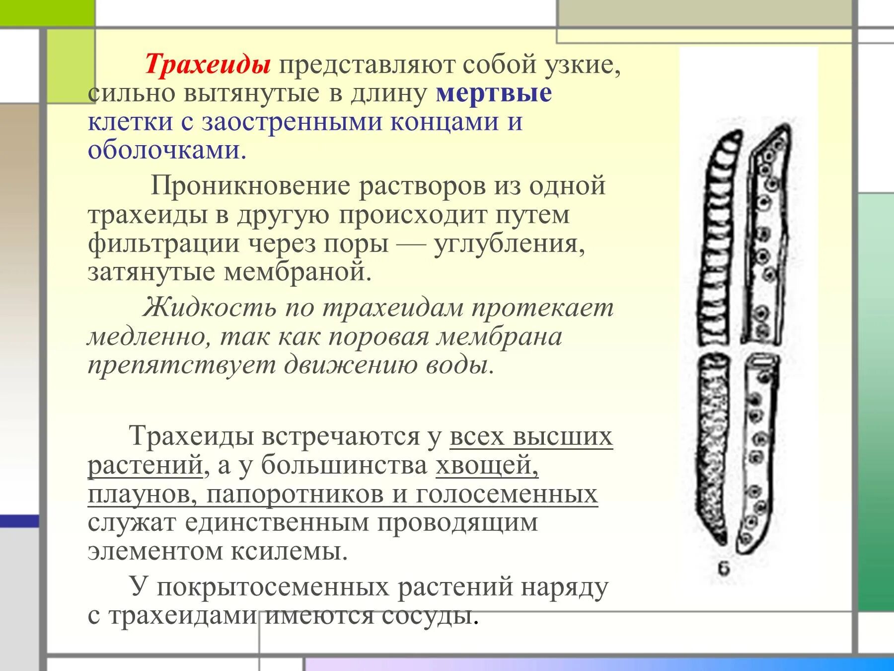 Сильно вытянутые клетки. Трахеиды у растений функции. Трахеиды древесины сосны. Трахеиды и ситовидные клетки. Трахеиды Проводящая ткань.