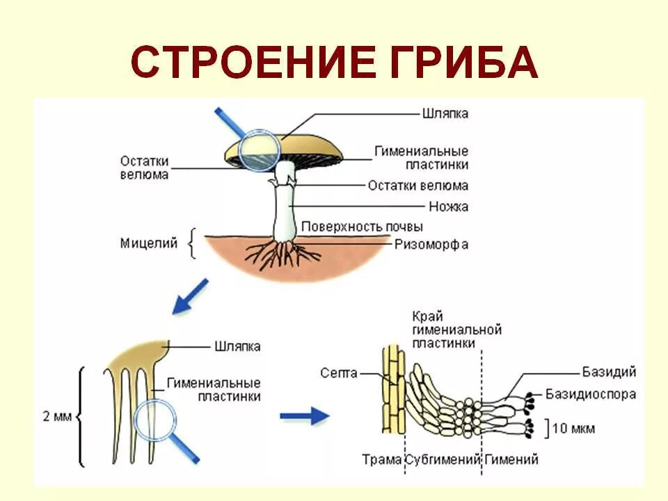 Строение шляпочного гриба строение. Схема плодовое тело шляпочного гриба. Рисунок схема шляпочного гриба. Строение гриба 11 класс биология.