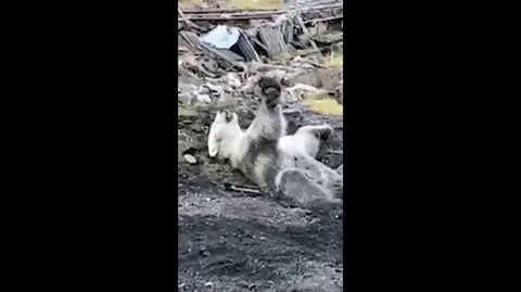 Ранивший медведя