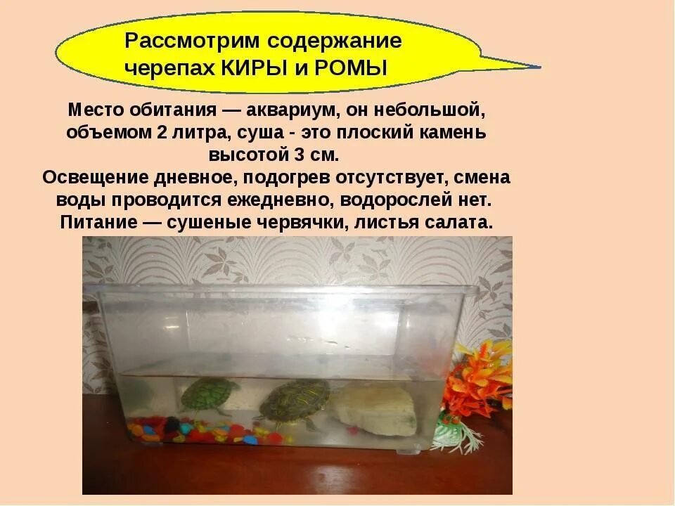Сколько раз в день кормить красноухую черепаху