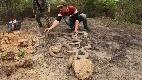 Змеелов корень
