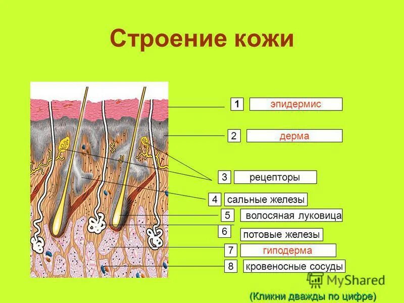 Строение кожи 8 класс биология тест. Потовые и сальные железы кожи. Строение кожи эпидермис дерма гиподерма. Строение рецепторов в волосяном фолликуле. Эпидермис дерма волосяная луковица.