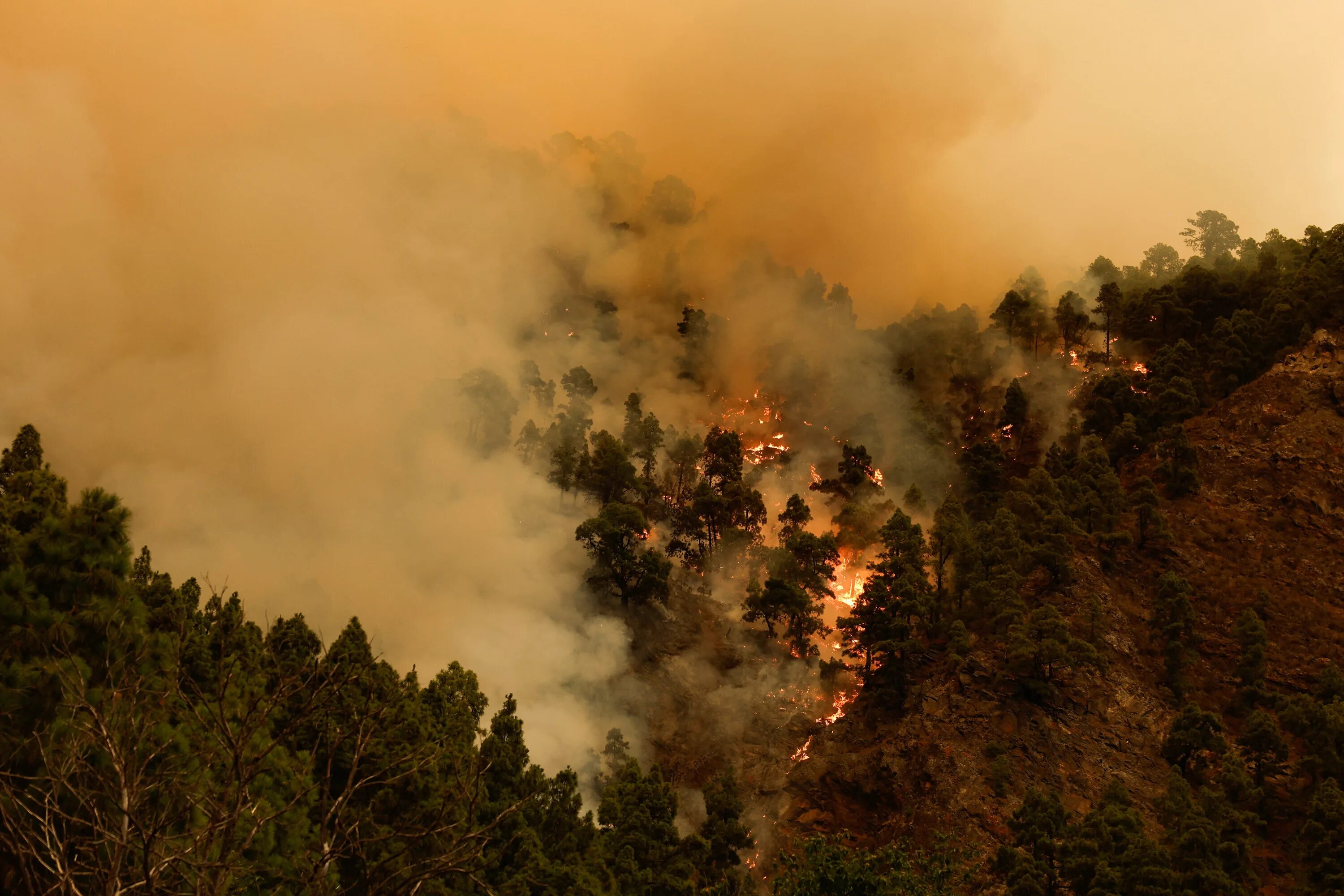 Хвойный пожар. Пожар Тенерифе 2023. Лес в огне. Хвойные пожары. Forest Fire фото.