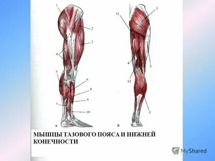 Что относится к тазовому поясу