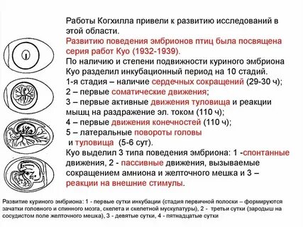Стадии зародыша курицы