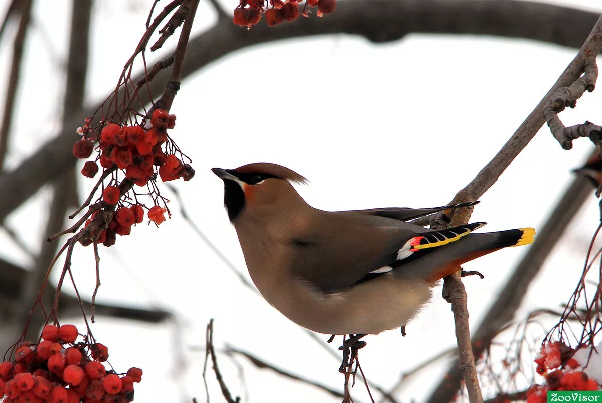 Свиристель детям. Свиристель. Амурский свиристель. Свиристель в тайге. Bohemian Waxwing.