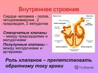 Полулунные клапаны закрыты створчатые клапаны закрыты