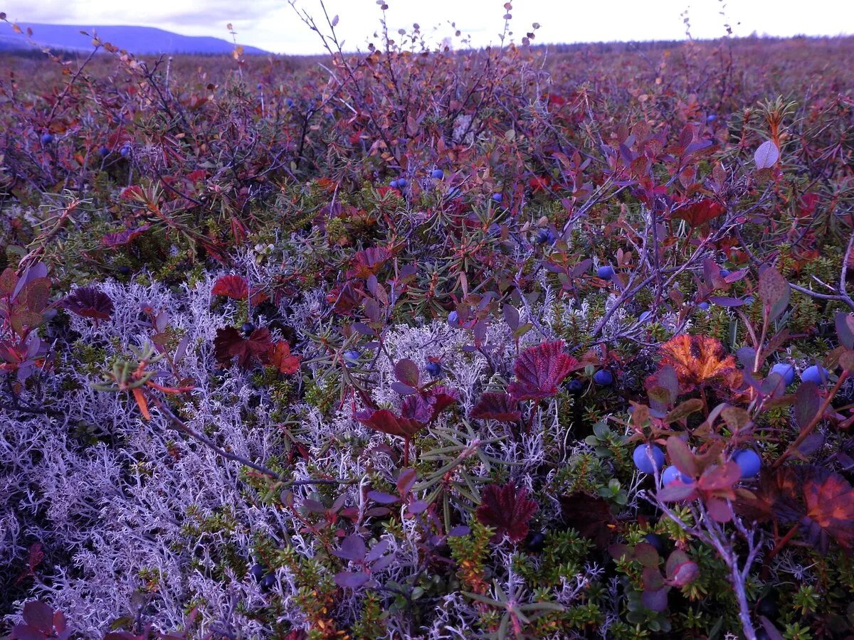 Plant north. Растения тундры голубика. Морошка и голубика в тундре. Голубика в тундре. Кустарниковая тундра.