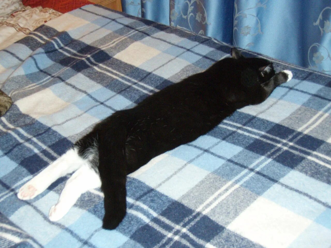 Лапа в спящую