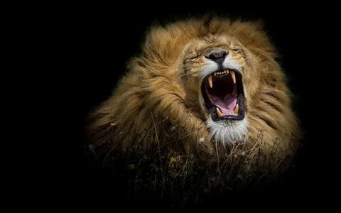 Roar