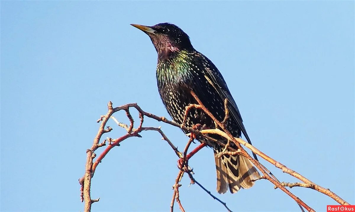 скворец мургация. старлинг скворец. капский скворец. белогрудый скворец. шпак скворец.