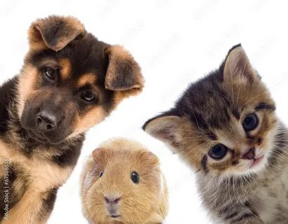 Кот собака и хомяк