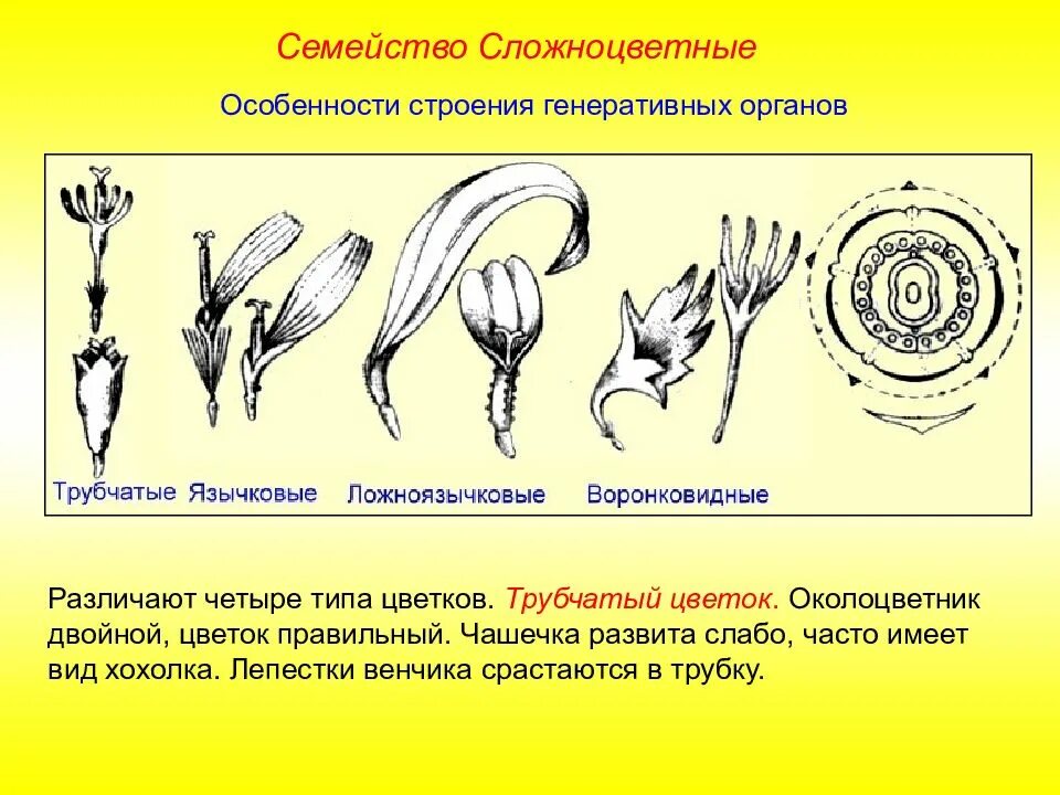 Генеративный период. Семейство Сложноцветные строение цветка. Семейство Сложноцветные схема цветка. Строение околоцветника сложноцветных. Семейство Астровые схема цветка.