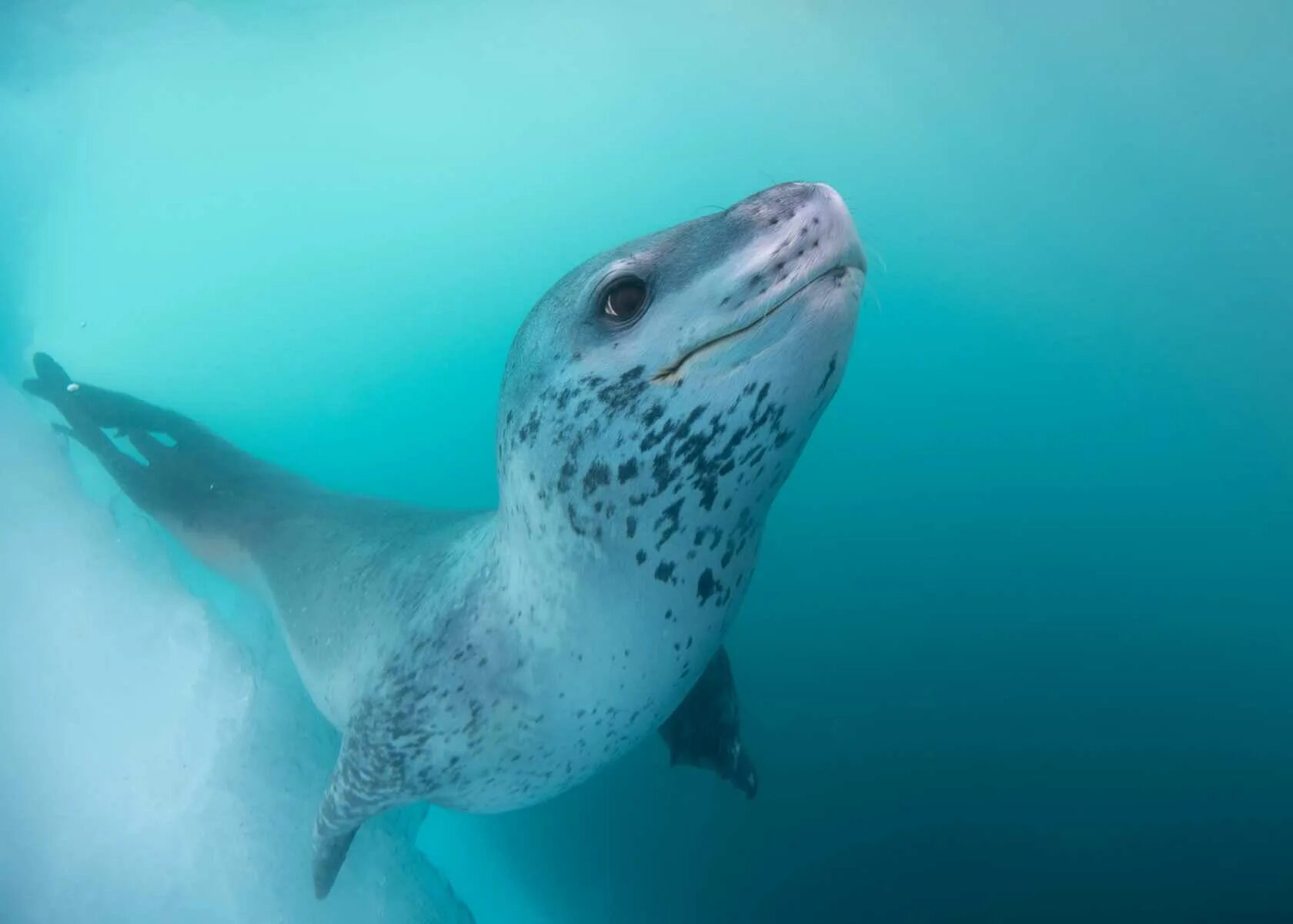 Фото морского леопарда. Морской леопард в Антарктиде. Морской леопард и тюлень. Антарктида тюлень морской леопард. Ластоногие морской леопард.